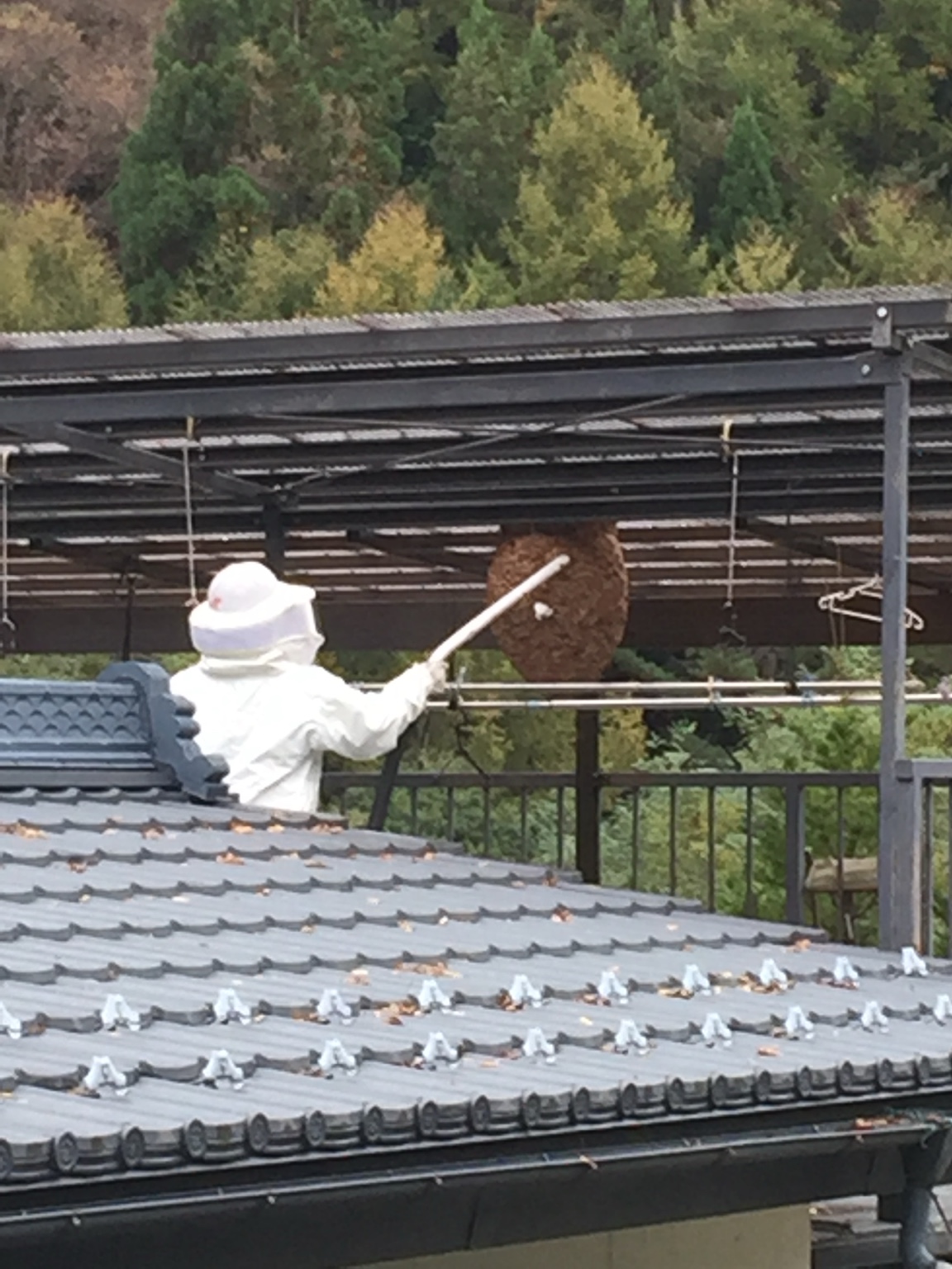大型のスズメバチの巣を駆除している作業風景