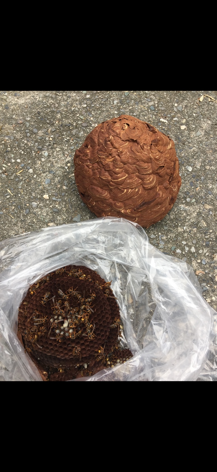 撤去したハチの巣
